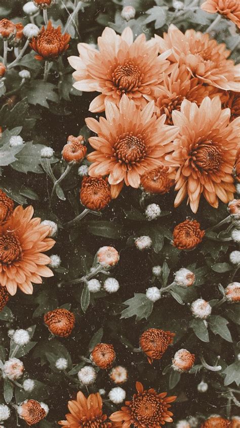 If you're looking for more backgrounds then feel free to browse around. Wallpaper | Flowers | Vintage | Flower iphone wallpaper, Sunflower wallpaper, Fall wallpaper