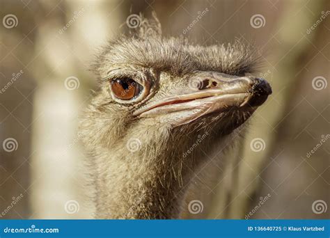 Funny Portrait Of An Ostrich Stock Image Image Of Ostrich Close