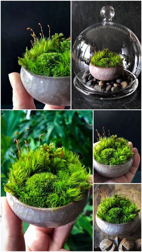 Miniature Moss Dish Garden Wabikusa With Display Case Dish Garden