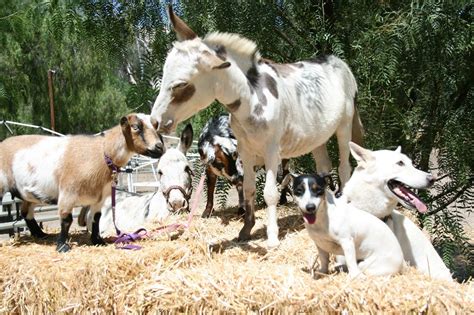 Farm Animals Add A Petting Zoo To Any Birthday Party