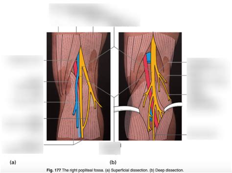 Popliteal Fossa 1 Diagram Quizlet