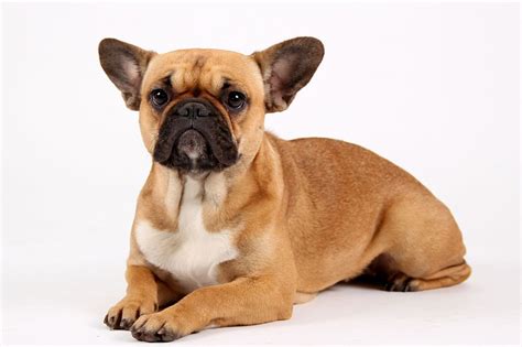 Wie lange dauert es bis eine französische bulldogge ausgewachsen ist? Französische Bulldogge Mix