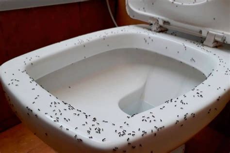 Significado De Formigas No Banheiro