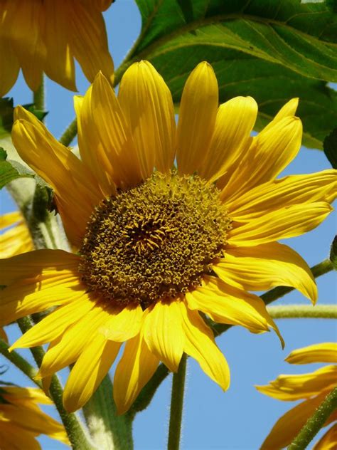 Free Images Blossom Field Petal Bloom Summer Botany Yellow