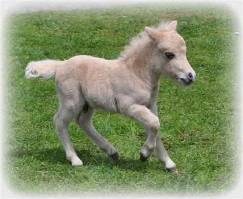 Cute Baby Horses Bilscreen