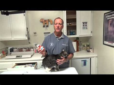 How long should i isolate my cat with ringworm? Ringworm In Cats: What is it? How do I treat it? Does It ...