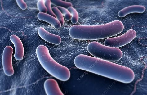 Rod Shaped Bacteria Stock Image C0082937 Science Photo Library