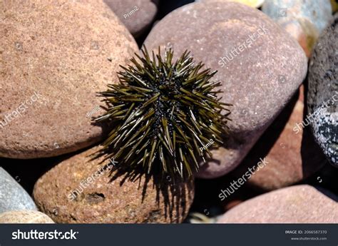 Echinoida Order Sea Urchins Class Echinoidea Stock Photo 2066587370