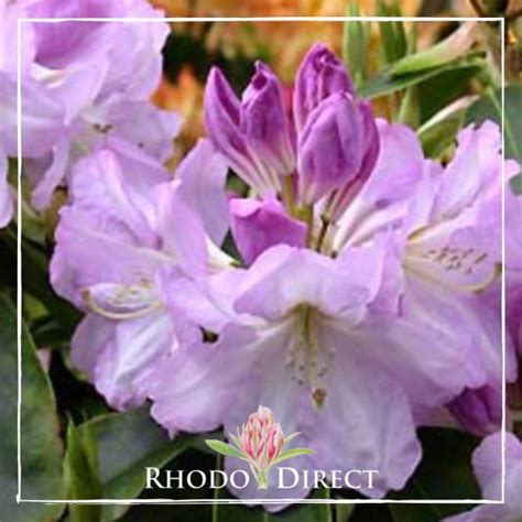 Rhododendron Lavender Girl Rhododirect Buy Rhododendrons Online In