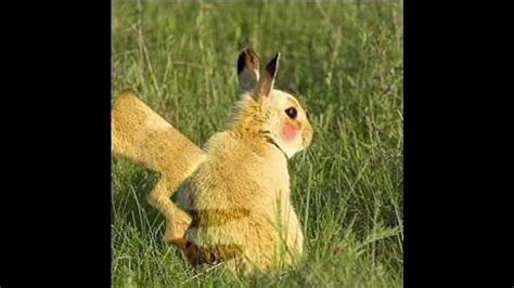 Abes Animals Pictures Of Real Life Pikachu