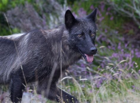 The Wolf A Brief Encounter Vancouver Island