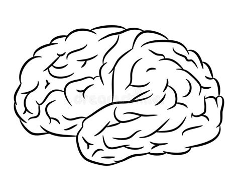 Simple Human Brain Vector Stock Illustration Illustration Of