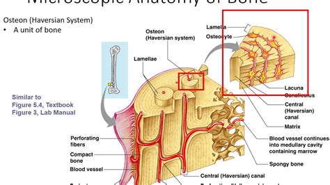 A diagram of the anatomy of a bone, showing the compact bone. Compact Bone Diagram Microscope - 6 3c Microscopic Anatomy Of Bone Medicine Libretexts / There ...