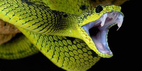The Most Venomous Snakes Top 10