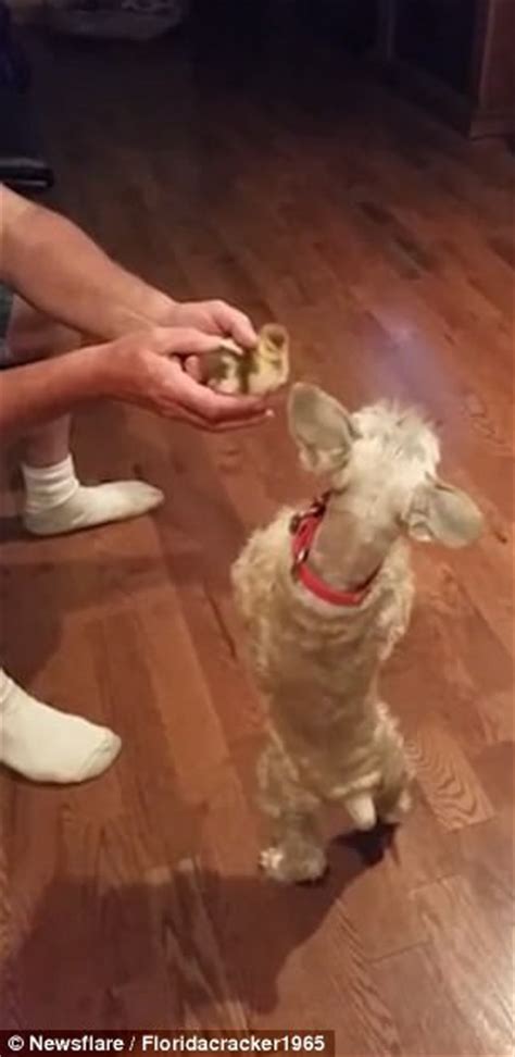 Hilarious Moment A Puppy Meets A Baby Duck For First Time Daily Mail