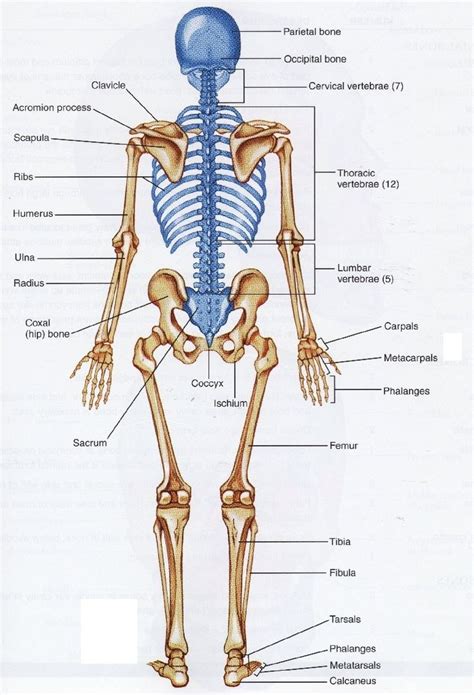 Supporters of thala ajith kumar ✔ verified © official fans page. Human Skeleton Back : Human skeleton back | Human bones ...