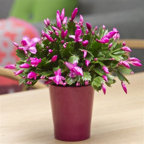 Curbside pickup · everyday low prices · savings spotlights Flowering Christmas Cactus 'Schlumbergera' Plants - Just £ ...