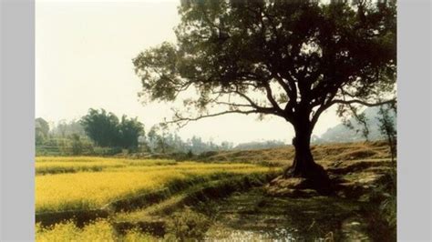 12 Important Mustard Tree Facts You Need To Know About
