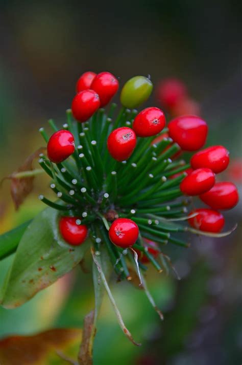 Free Download Berry Red Berry Berry Plant Autumn Red Fruits