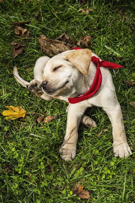 Dog Allergies Common Types And What To Do About Them Dogtime Dog