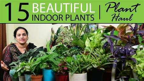 15 Beautiful Indoor Plants Haul Indoor Plants India Youtube