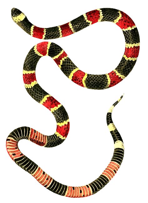 King Snake Vs Coral Snake