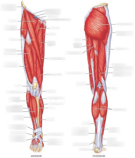 Lower Extremity Muscles Diagram Quizlet