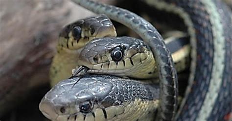 Estrogen Turns Male Snakes Into Same Sex Charmers