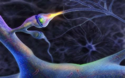 Neurons In The Brain Wallpaper