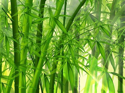 Japanese Bamboo Forest Forest Leaves Green Stalks Bamboo HD Wallpaper Peakpx