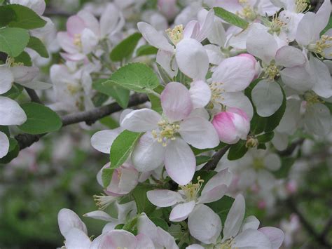 Blossoming Fruit Trees Knechts Nurseries And Landscaping