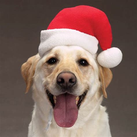 Dog Santa Hat Baxterboo