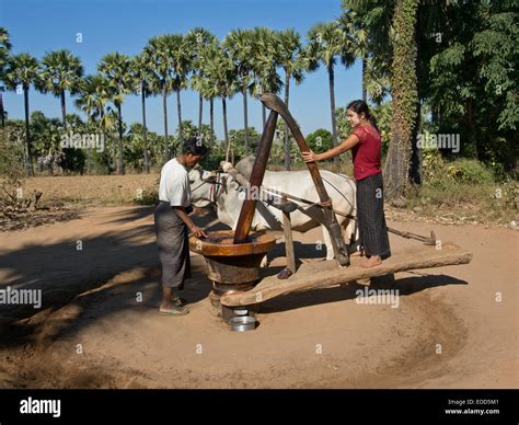 Les Agriculteurs Utilisant Bullock Pour Moudre La Noix De Coco Pour Le Vin De Palme Au Myanmar