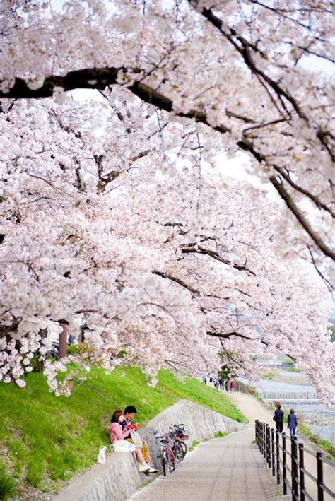 Le Cerisier Japonais Points De Vues Archzine Fr