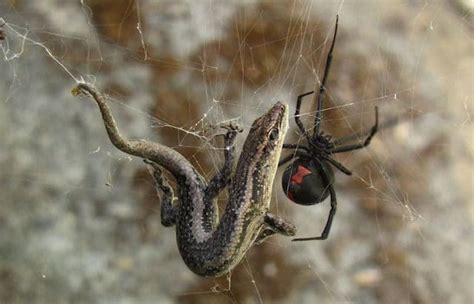 10 Most Venomous Spiders In The World