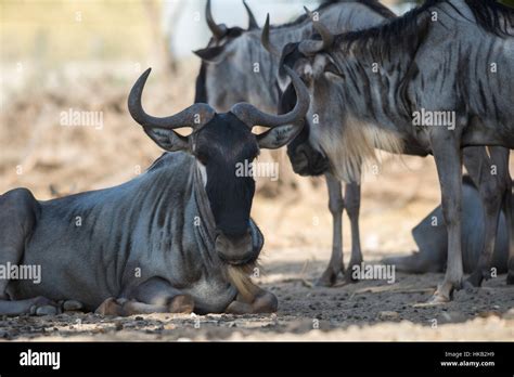 Visit To Safari Ramat Gan Israel Stock Photo Alamy