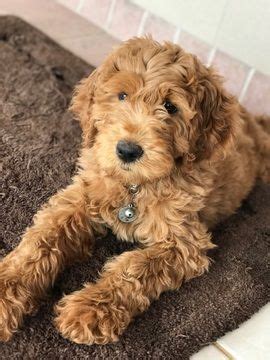 Red mini goldendoodle from crockett doodles. Litter of 9 Goldendoodle puppies for sale in MARIETTA, GA ...