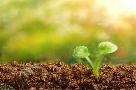 A Plant Sprouting - Stock Photos | Motion Array