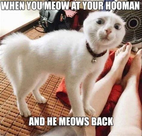 Top 19 Hysterical Animal Memes Of The Day