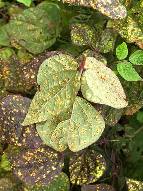 Florez Nursery Plant Pathologybean Rust Uromyces Appendiculatus
