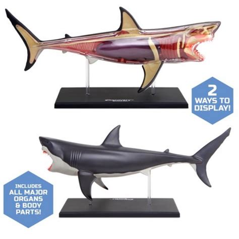 4d Vision Great White Shark Anatomy Model Home And Garden Educational