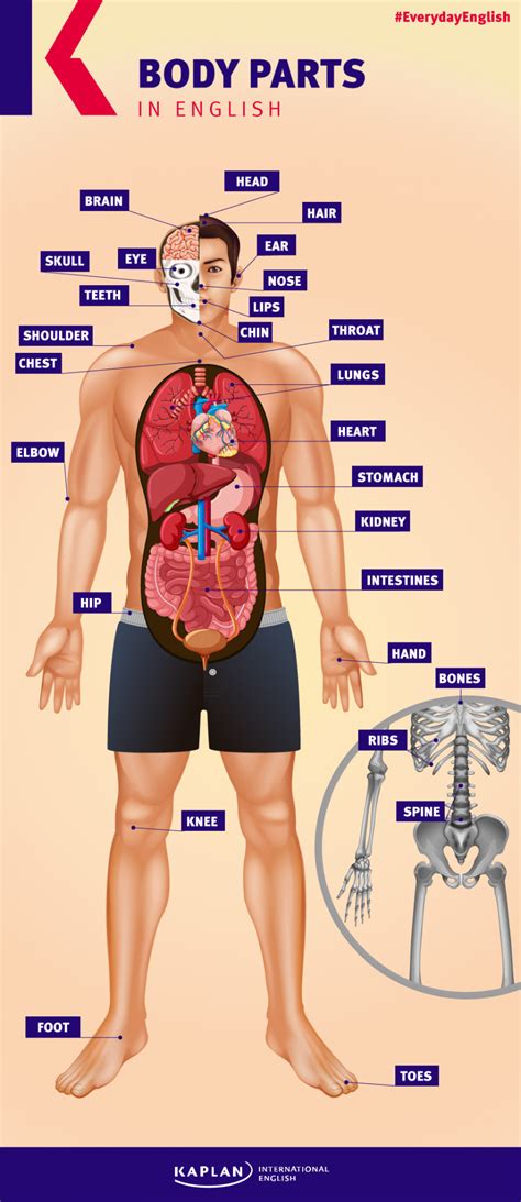 Partes Do Corpo Humano Em Ingles Partes Do Corpo Humano Corpo Humano