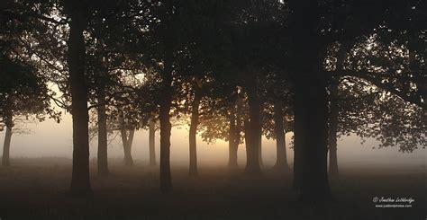 Wanstead Birder Misty Morning Hop