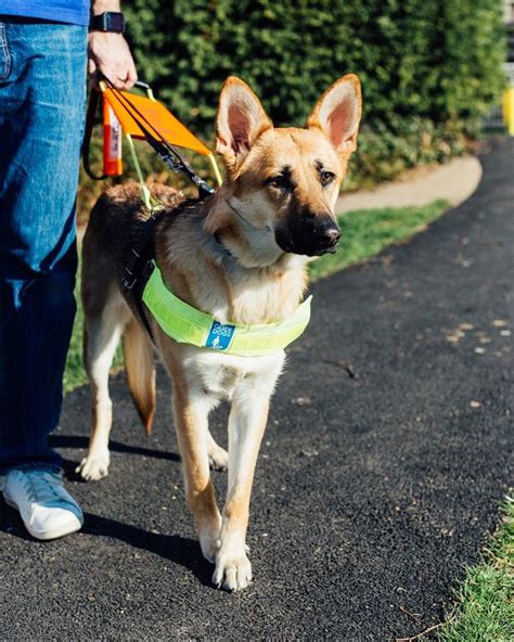 Guide Dogs Uk On Instagram “cookie 🔷 German Shepherd 🔷 Guide Dog In