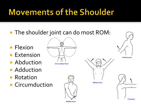 Ppt Shoulder Joint Glenohumeral Joint Powerpoint Presentation Id
