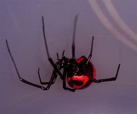 Latrodectus Curacaviensis Viuda Negra Venezolana