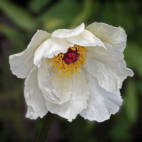 Glamorous White Tree Peony Photograph By Gill Billington Pixels