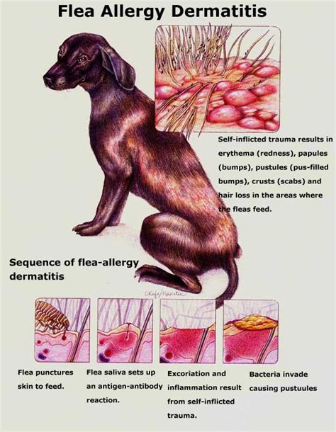 Signs Of Fleas On Dogs