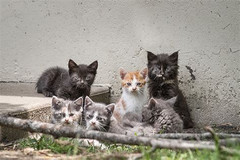 Benefits of spaying or neutering. Low Cost Spay & Neuter - Spay and Neuter Kansas City - SNKC