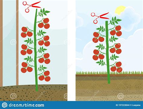 How To Prune Indeterminate Tomatoes Plant Tomato Pruning Scheme Vector